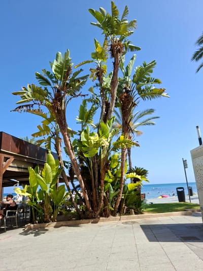 This media file depicts a sunny day in a coastal town, likely Torrevieja, Spain, given the context. The foreground is dominated by lush green foliage, primarily large-leafed plants resembling Bird of Paradise flowers and palm fronds, casting dappled shadows on a grey paved walkway. The walkway leads towards a vibrant scene of a beach with people enjoying the sun and sea. The ocean is a clear blue, meeting a bright blue sky.
In the background, beyond the beach, is a glimpse of buildings and what appears to be a resort or promenade area, characterized by a modern-looking facade with a textured surface and some railings. A black trash receptacle is visible near the edge of the beach area. The time of day appears to be midday or early afternoon, judging by the strong sunlight and the shadows. The weather is clearly fair and warm, conducive to beach activities.
While the focus is on the natural elements and the seaside atmosphere, there are a few people visible on the beach, some in the water and others relaxing on the sand. Their presence suggests leisure and recreation. The overall mood is one of a pleasant, tropical vacation destination. There is no visible text in the image.