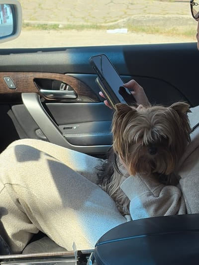 Inside a car, a small dog with long, light brown fur rests on a person's beige-colored jacket. The person holds a black phone with a gold zipper detail on its case, positioned near the car door. The car door's interior features a dark wood trim, a silver door handle, and a power window control. The exterior world is blurred in the background. A black car seat is partially visible.
