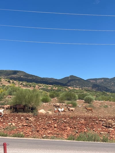 The image captures a rural scene in Ouaouizert, Morocco, under a clear blue sky traversed by power lines. Adjacent to a road, a rocky, reddish-brown terrain is dotted with sparse green vegetation, where a herd of goats grazes. A mountain range forms the backdrop, its slopes covered in verdant foliage.