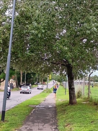 The image, taken in El Talar, Argentina, captures an outdoor scene along a road or paved path, viewed from behind a large, leafy tree. The perspective looks down the path, which recedes into the distance.
In the immediate foreground on the left, a substantial tree with abundant green foliage dominates, its dark trunk showing some faint carvings or markings. A grey utility pole is also visible in the lower left.
The scene features a paved road or path running centrally through the frame, flanked by green grass on both sides. The paved surface appears worn, exhibiting cracks and what might be small puddles or damp patches.
Several individuals and vehicles populate the scene. A person dressed in a blue top and patterned shorts is seen walking or jogging away from the viewer on the paved path located on the right side of the road. Further down the road, other smaller figures are vaguely visible. Closer to the foreground on the left side of the road, two people are riding a moped or motorcycle. Multiple white vehicles, resembling pickup trucks or vans, are either parked or in motion along the road.
Beyond the grassy verge on the right, a fence, possibly chain-link, marks a boundary, suggesting an open area like a park or cemetery. The lighting indicates it is daytime, likely overcast, as there are no sharp shadows, contributing to a soft illumination across the landscape. No clear or legible text is discernible on any objects, vehicles, or the tree trunk carvings within the image.
