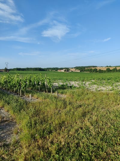 The image depicts a rural landscape in Salles-de-Barbezieux, France. The foreground is dominated by a field of tall, green grass with patches of dry, yellowing blades. A gravel path runs along the left edge of the frame, partially obscured by the grass. In the midground, a row of young grapevines, supported by wooden stakes, stretches across the image. Beyond the vineyard, a vast agricultural field extends into the distance, planted with rows of green crops. In the far distance, a treeline forms a dark green backdrop, with scattered buildings and a water tower visible on a gentle slope. A prominent electrical pylon stands tall on the left side of the frame, with power lines crossing the sky. The sky is a clear blue, with wispy white clouds scattered across its expanse. The scene is bathed in natural sunlight, casting shadows and highlighting the textures of the vegetation. There are no people visible in the image.