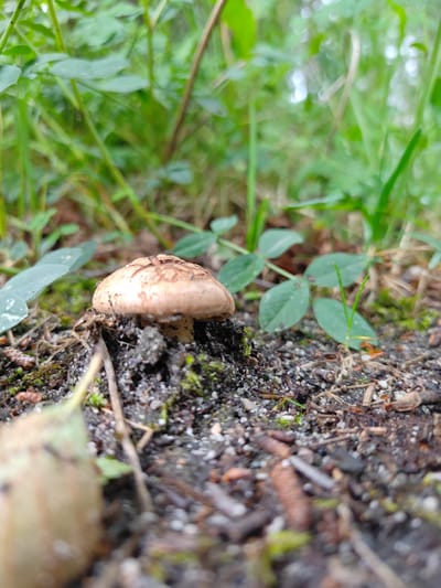 A single, small, light brown mushroom with a textured cap is growing from dark soil. The mushroom is positioned in the center of the frame, slightly to the left. Surrounding the mushroom is moist earth mixed with small stones, dried leaves, and moss. In the background, out of focus, are green plants and blades of grass. The lighting suggests an overcast day. The scene appears to be an outdoor natural environment, possibly a forest floor or garden. There is no indication of any urban setting, city, or specific location within Kyrgyzstan.