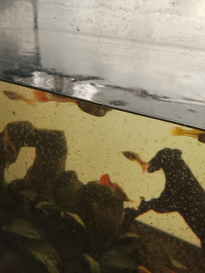The image shows a close-up view of a fish tank, possibly located in Sa Coma, Spain. The tank contains several small fish with orange and yellow markings, swimming in murky, yellowish water. The glass of the tank is dirty, with visible streaks and specks of algae or other debris. There are also dark shadows cast within the tank, which could be from decorations, plants, or reflections. The top edge of the image shows the reflection of what appears to be a ceiling or overhead light fixture.
