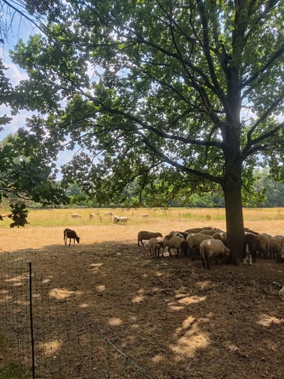 A flock of sheep grazes in a dry, yellow field under the shade of a large oak tree on a sunny day. A dark brown sheep stands alone in the foreground, facing left. A wire fence runs along the left side of the image. In the background, more sheep are scattered across the field, and a treeline is visible in the distance. The image was taken in Isselburg, Germany.
