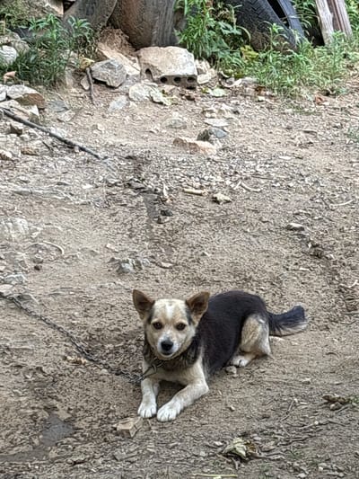 This is a vertical, medium-shot photograph taken outdoors, likely during the daytime given the lighting. The main subject is a dog, a medium-sized mixed breed with tan and black markings, lying on a rough, dusty ground surface. The dog is wearing a metal collar and is attached to a chain that extends out of frame. Its head is turned towards the camera, and it appears to be looking directly at the viewer with curious, dark eyes. The dog’s expression could be interpreted as attentive or even a little wary.
The ground is covered with small stones, dirt, and some dry debris, suggesting an unkempt or rural environment. To the left of the dog, in the foreground, is a pile of rough-hewn rocks and some green vegetation, including what appears to be grass and small plants. A portion of a dark, worn tire is also visible amongst the rocks and plants. The overall scene conveys a sense of simplicity and perhaps a slightly neglected setting. There is no visible text in the image. The location context of Zlatograd, Bulgaria, suggests a European setting.