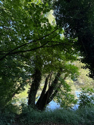 This media file captures a view looking upwards through dense foliage towards a body of water, likely the Havel River, in Rathenow, Germany. The scene is dominated by lush green trees with many leaves, some of which are illuminated by sunlight filtering through the canopy. The perspective is from below, emphasizing the height and spread of the trees.

The subjects are primarily the trees and their leaves, along with the water's surface visible in the upper half of the image. The water reflects the surrounding greenery and the sky, creating a dappled effect. There are no people or specific objects clearly discernible, beyond the natural elements of the environment.

The activity taking place is simply the quiet existence of the natural setting. There is no overt action or event.

Notable details include the time of day, which appears to be daytime due to the sunlight, possibly late morning or early afternoon given the brightness. The weather seems fair and sunny, as indicated by the light filtering through the leaves. The presence of water and dense trees suggests a park, riverside, or a wooded area near a body of water. The overall mood evoked is one of natural tranquility and immersion in greenery. No visible text is present in the image.