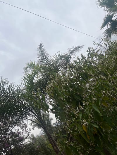The image, taken from a low angle looking up, captures a dense canopy of trees against an overcast sky. The shot is oriented ninety degrees counter-clockwise, making the trees appear to grow from the left and bottom into the frame.

Dominating the upper and right portions of the image is a tree adorned with numerous small, light-colored or white flowers, interspersed among its green leaves. Its branches create a rich, leafy texture. On the left side and partially at the bottom right, the distinctive fronds of palm trees are visible, extending into the frame. In the lower right corner, below the main canopy, some purple flowers can be glimpsed, indicating another flowering plant.

The sky, visible through gaps in the foliage, is uniformly grey and cloudy, suggesting an overcast day with diffused light. A thin, dark wire or cable stretches diagonally across the sky from the upper right to the lower left, a notable man-made element in an otherwise natural scene.

No human subjects or activities are present. The lush and diverse vegetation, including palm trees and flowering plants, points to a warm climate, consistent with the given location context of Ouaouizert, Morocco. The scene conveys a sense of natural tranquility. There is no visible text in the image.