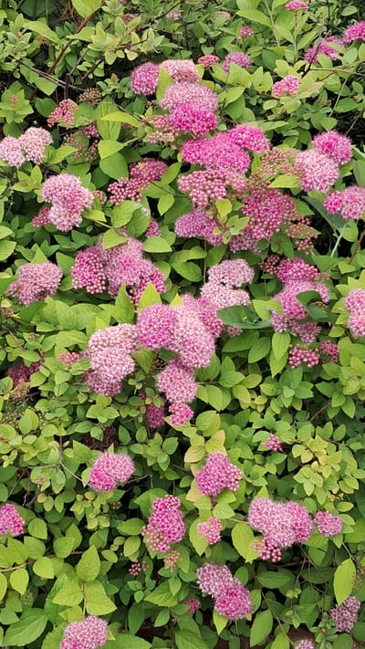The image is a close-up, overhead view of a densely planted shrub with small, bright pink flowers and green leaves. The flowers are clustered in frothy, rounded masses, some appearing more delicate and feathery than others, indicating perhaps different stages of bloom or species variation. The green leaves are ovate and slightly serrated, with some displaying a lighter, almost yellowish hue, suggesting either new growth or a particular variety of the plant. The overall impression is one of abundant, vibrant flora. There are no people or discernible objects in the scene. The lighting suggests it is daytime, likely outdoors, given the natural setting of the plant. The image has a shallow depth of field, with the flowers and leaves in the foreground and midground being sharp, while the background appears slightly blurred, focusing the viewer's attention on the floral display. There is no visible text in the image. The context provided suggests this plant is located in Vinnytsia, Ukraine.