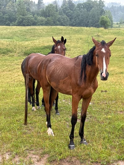 Two horses stand in a muddy, grassy field on a cloudy day. The horse in the foreground is a bay with a white blaze on its face and dark mane and tail. It is facing the camera. The second horse, also bay, is partially visible behind the first, facing away from the camera. The field is bordered by a dense forest in the background. The location is in the vicinity of Galinė, Lithuania.