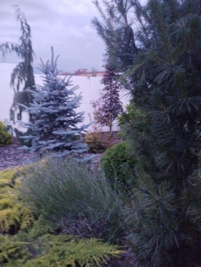 The image shows an outdoor scene with various plants, including evergreen trees and shrubs. In the background, a building with a red roof is visible against a cloudy sky. The overall impression is of a garden or park setting. The description does not provide specific details that would allow for pinpointing the exact location in Berdychiv, Ukraine, or for identifying any individuals or specific actions taking place.