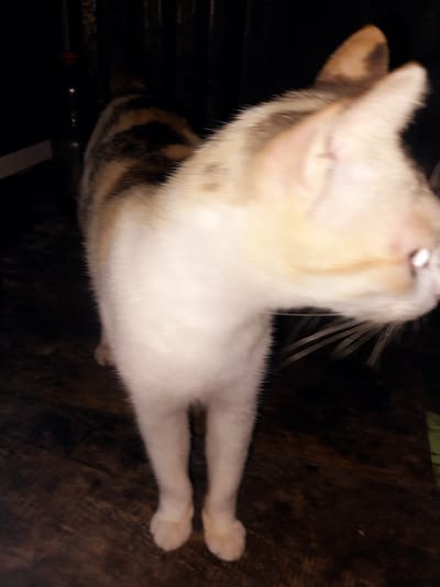 An out-of-focus, full-body shot of a calico cat standing on a wooden floor is presented. The cat's fur is predominantly white with patches of orange and black. The cat is facing away from the camera, with its head turned to the side. The background is dark and indistinct, but appears to be an indoor setting. No specific location in Labissa, Indonesia, can be identified from the image.