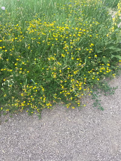 A close-up, high-angle shot captures a patch of vibrant yellow wildflowers growing amidst lush green grass. The flowers are small and delicate, with a few showing hints of red and orange. To the right, the dense foliage gives way to a textured gravel path, its surface composed of small, gray stones. The scene is likely located in a park or natural area within the city of Almaty, Kazakhstan, possibly along a walking trail or the edge of a meadow. There are no people or animals visible in the frame. The lighting suggests it is daytime, possibly overcast, as there are no strong shadows.