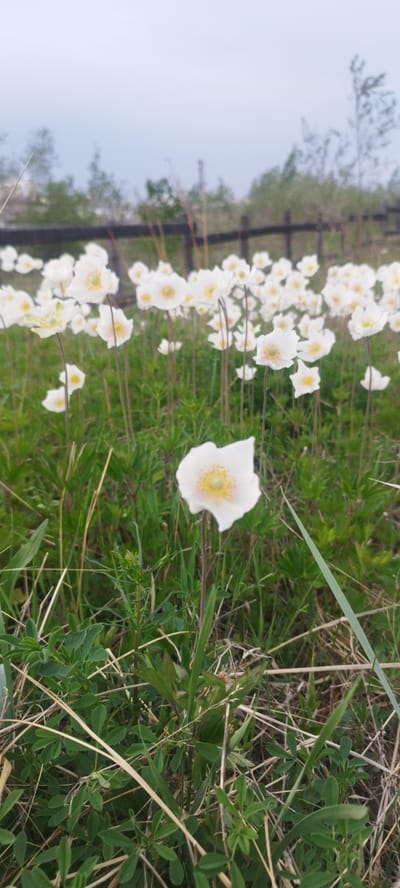 The image depicts a field of white anemone flowers in Zhatay, Russia. The flowers have delicate white petals and yellow centers. They are growing in a grassy area with a wooden fence in the background. The sky is overcast, and the overall atmosphere is serene and natural. There are no people or animals visible in the image. The scene appears to be a close-up shot, focusing on the beauty and detail of the flowers and their immediate surroundings. The focus is on the natural landscape, highlighting the floral bloom.