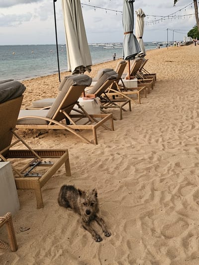 The image depicts a beach scene on a cloudy day. In the foreground, a small, scruffy, dark-colored dog is lying on the sandy ground. Behind the dog, several empty, light-brown wicker lounge chairs with grey cushions are arranged in rows. Some of these chairs are positioned under large, closed light-colored umbrellas, supported by black poles. The beach extends towards the ocean, where the water is a muted blue-green and appears calm. Several small, yellow buoys are visible in the water. Further out, a line of white boats is anchored or moored. In the distance, along the shoreline, a few people can be seen walking. Strings of lights are strung across poles above the beach. The sand shows footprints and some scattered debris. The overall atmosphere is tranquil and suggests a resort or public beach area, likely in the city of Denpasar, Indonesia, known for its coastal attractions.