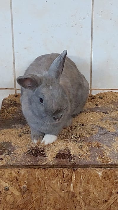 An overhead shot shows a grey rabbit on a tiled surface. The rabbit is facing to the right, with its head down, appearing to be eating something from a pile of wood shavings and dirt. The rabbit has dark eyes and light-colored fur on its nose and paws. The background is split into two sections: on the left, white tiles that appear to be part of a floor or wall, and on the right, a rough, wooden surface covered with wood shavings. The lighting suggests it is daytime. The image seems to be taken indoors, possibly in a hutch or enclosed area for the rabbit.