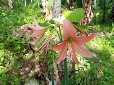The image presents a detailed view of a cluster of **Hippeastrum** (commonly known as Amaryllis) flowers, situated in an outdoor, vegetated environment within Palohigeuh, Indonesia. The primary subject is a fully bloomed, salmon-pink flower positioned in the right foreground, facing left. This flower exhibits six distinct, broad petals with visible longitudinal striations. Its stamens, tipped with bright yellow anthers, and a reddish pistil are clearly discernible. To the immediate left, a second flower of similar coloration is visible, appearing to be either partially open or in a state of wilting, characterized by elongated, somewhat curled petals. Multiple upright green herbaceous stalks support these flowers, with additional smaller, less developed, or faded blooms present at lower levels. The background consists of a dense, out-of-focus array of various green foliage. Behind this immediate green layer, blurred trunks of several trees, including one consistent with a banana plant, are visible. The ground cover consists of interspersed green undergrowth and patches of desiccated organic matter. The scene is illuminated by natural, diffuse daylight. No human subjects, animals, or man-made structures are present within the frame.