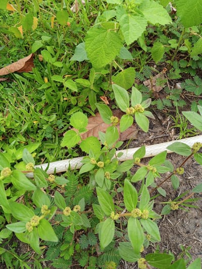 The image shows a patch of ground with various plants, grass, and a white plastic hose. The plants include a low-growing plant with small green leaves arranged in opposite pairs and clusters of small, round, greenish-yellow flowers at the nodes. There is also Mimosa pudica present. Some dead leaves are scattered on the ground. The soil appears to be mixed with some dirt. The location is Palohigeuh, Indonesia.