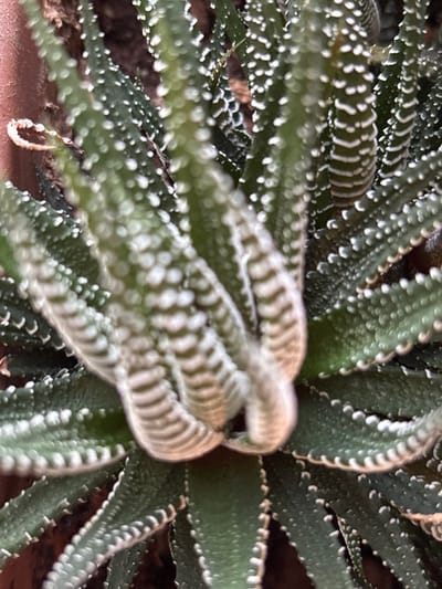 A close-up, top-down view depicts a healthy Haworthia succulent plant with distinctive dark green, pointed leaves arranged in a rosette pattern. Each leaf features prominent, raised white tubercles or bands, creating a patterned texture across their surfaces. The central leaves show a compact, upright growth, while outer leaves spread slightly. The background is out of focus, revealing dark brown, granular material, consistent with potting soil or a growing medium. There are no people, objects, or actions visible other than the plant itself. The scene is located in Velikiye Luki, Russia.