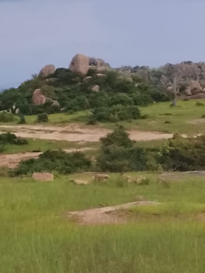 The image depicts a natural landscape in Barakin Acha, Nigeria. The scene features a hilly terrain covered with lush green grass and scattered rocks, some of which are large boulders. Dense green vegetation, likely shrubs and small trees, grows on the slopes and around the rocky outcrops. The sky above is a pale, overcast blue, suggesting a diffused light condition, possibly early morning or late afternoon. There are no people or man-made objects visible in the frame, indicating a remote or undeveloped area. The overall impression is one of a tranquil, natural environment.