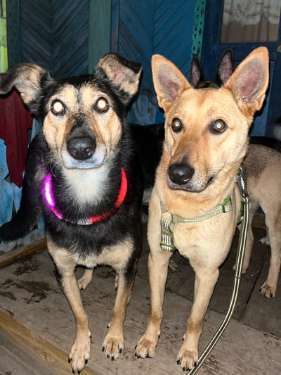 Two dogs, one black and tan and one tan, stand on a wooden porch. The black and tan dog wears a glowing pink and red collar. The tan dog wears a green harness with a reflective leash. The dogs are facing the camera with their eyes wide open. The background is a blue wooden wall. The scene appears to be at night. The location is believed to be in Nizhny Tagil, Russia.