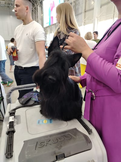 In Zelenaya Roshcha, Russia, a Scottish Terrier dog sits atop a gray pet carrier at what appears to be an indoor dog show or event. A man in a white t-shirt with a brown trim and dark pants holds a can of "BURN" energy drink. To his right, a blonde-haired person in a plaid shirt is visible. In the foreground, a woman in a bright purple dress with a silver buckle is petting the dog. The background shows a large hall with a screen displaying an image, and other attendees can be seen. The dog carrier has labels and a brush on top.