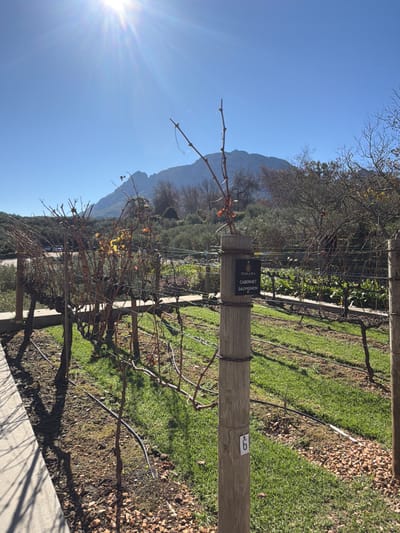The image depicts a vineyard in the Stellenbosch Local Municipality, South Africa. Rows of dormant grapevines are visible, supported by wooden posts and wire trellises. A sign on one post identifies the grape variety as "Tokara Cabernet Sauvignon." Another post is marked with the number "9." The ground cover includes grass and scattered leaves. In the background, a mountain range rises against a clear blue sky. Sunlight is prominently visible in the lower-left portion of the image.