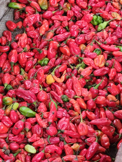A close-up, overhead shot displays a large pile of red chili peppers. The peppers vary in size and shape, with some being elongated and others more bulbous. A few green and yellow peppers are interspersed within the red ones. The lighting is bright, highlighting the textured surfaces of the peppers. The scene is an outdoor market stall in Sabon Tasha, Nigeria, where these vibrant chilies are available for purchase.