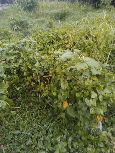 The image depicts a dense growth of green vegetation, primarily consisting of various types of ground cover and tall grasses. The scene is set outdoors, likely in a natural or semi-natural environment. There are no people visible in the image. The vegetation is varied in texture and height, with some areas appearing more tightly packed than others. Some of the leaves are heart-shaped, while others are longer and more grass-like. There are a few scattered yellowed leaves visible amongst the green foliage. In the upper portion of the image, taller grasses can be seen, suggesting a field or overgrown area. The overall impression is one of untamed natural growth. Without further context or landmarks, it is impossible to definitively determine the specific location within Pekanbaru, Indonesia.