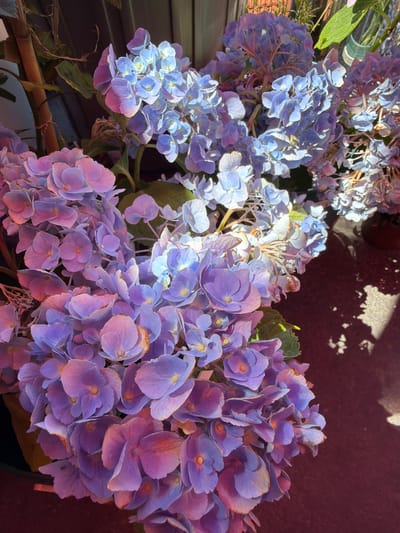 A close-up, overhead shot captures clusters of hydrangeas in shades of purple and blue. The flowers are in full bloom, with delicate petals arranged in rounded heads. The lighting casts a warm glow on the blossoms, highlighting their vibrant colors and creating soft shadows. Some of the petals appear slightly dried or faded at the edges, suggesting a natural aging process. The background is dark and indistinct, with hints of greenery and vertical structures. A dark, reddish-brown surface occupies the lower right portion of the frame, marked by dappled sunlight and shadow patterns. The overall impression is one of natural beauty and serene floral display.