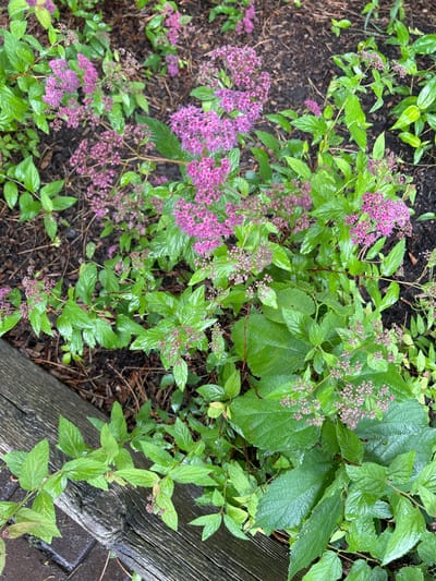 In Sainte-Anne-de-Bellevue, Canada, a close-up, overhead shot captures a cluster of vibrant pink flowers and lush green foliage. The plants are situated near a weathered wooden border, suggesting a garden or natural setting. The ground is covered in dark soil and scattered with brown mulch. Water droplets glisten on the leaves, indicating recent rain or dew. The scene is natural and serene, with no people or animals present.