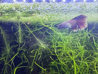 A betta fish, predominantly purple with white accents on its fins, swims through dense, green aquatic plants. The plants fill the majority of the frame, creating a lush underwater environment. Some of the plants reach towards the surface, where a layer of smaller, lighter green vegetation, possibly duckweed, is visible. Bubbles are scattered throughout this upper layer of plants. The background is dark, suggesting the depths of the aquarium. The lighting appears to be from above, illuminating the top of the tank and the fish. There is no information in the image to indicate the location in Busmantsi, Bulgaria.