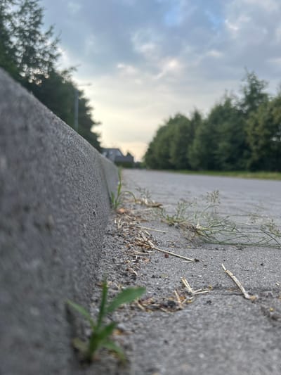 The image is a close-up, low-angle shot of a concrete curb alongside a paved road. Small green shoots of grass are growing in the gravel and dirt at the base of the curb and on the roadside. Dry grass and small twigs are scattered on the ground. In the background, a line of trees forms a blurred backdrop against a cloudy sky. A hint of a building or two is visible in the distance, peeking through the trees. The scene appears to be an urban or suburban environment, likely a street or pathway. The lighting suggests it is either early morning or late afternoon, with soft, diffused light. There are no people or animals visible in the image. The location is Środa Wielkopolska, Poland.