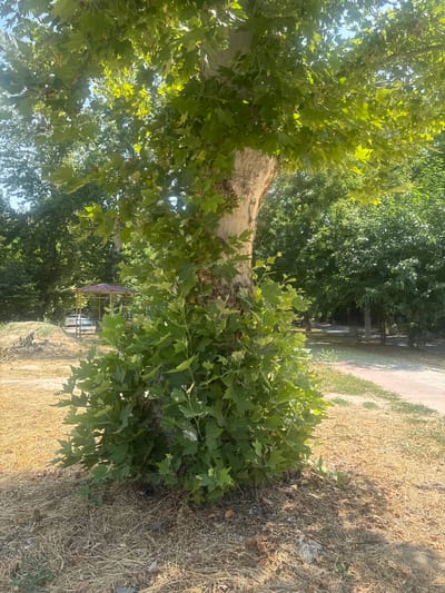 The image depicts a large tree with a thick, light-colored trunk and abundant green foliage. The ground around the tree is covered with dry grass and leaves, suggesting a park or outdoor recreational area. In the background, a paved path winds through a line of trees. A small, gazebo-like structure with a reddish-brown roof and a white car are visible further in the background. The scene appears to be set in a park on a sunny day, possibly in Tashkent, Uzbekistan, given the mention of the city in the prompt. The overall impression is one of a serene, natural environment within an urban setting.