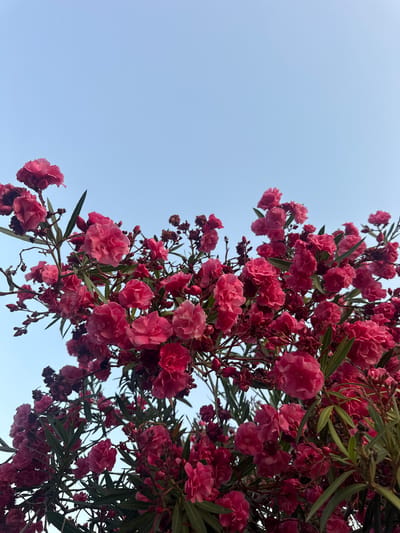 A close-up, low-angle shot captures a cluster of vibrant pink oleander flowers against a clear, pale blue sky. The flowers are in full bloom, with many petals on each blossom, creating a lush and abundant appearance. Some of the flowers appear to be in various stages of opening, with buds also visible. The leaves of the oleander plant are dark green and narrow, providing a contrasting backdrop to the pink blooms. The overall impression is one of natural beauty and the vibrant colors of a blooming plant under an open sky, potentially in Fethiye, Turkey, a region known for its beautiful flora.
