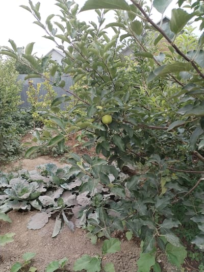 The image depicts an outdoor scene in a garden or orchard. In the foreground, there are several plants with large, textured leaves, possibly cabbage, covered in a fine dust. Behind these, an apple tree is visible with green leaves and a single small green apple. The tree has several branches extending across the frame. In the background, there is a gray metal fence and further behind that, a glimpse of a building with a white roof. Other greenery, including smaller trees and bushes, fills the rest of the space. The ground is covered in dry soil. The image appears to be taken during daylight.