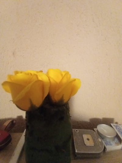 The image depicts a still life arrangement on a shelf against a textured, cream-colored wall. Two vibrant yellow roses are the focal point, positioned in a dark green, rectangular vase. To the right of the vase, on the shelf, are several objects: a metal measuring tape, a small cylindrical tealight candle in a silver holder, and a partially visible box labeled "ANSCHE" in blue letters. To the left of the vase, a red object with a curved edge and a metallic sheen is visible, along with a white rectangular object, possibly a ruler or blade. The lighting suggests an indoor setting, possibly a home environment, with a warm glow illuminating the scene and casting subtle shadows. The image does not provide any specific information about the city of Bârnova, Romania, or any individuals present.