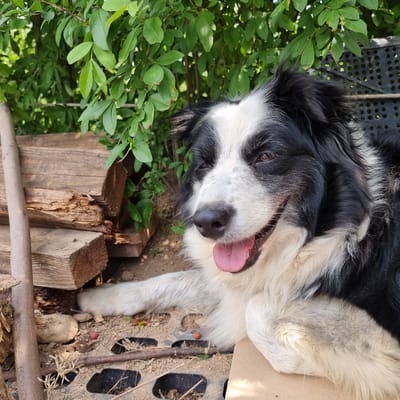 A medium shot captures a black and white Border Collie lying down outdoors, its body angled to the right of the frame. The dog is resting on a light brown surface, with its front paws extended forward. The dog's head is turned towards the viewer, and its mouth is open with its pink tongue visible, suggesting it may be panting or relaxed. Its brown eyes are open and appear alert.
The background consists of lush green foliage, with leaves and branches forming a natural backdrop. To the left of the dog, there is a stack of weathered wooden planks. A thick, gray, cylindrical object, possibly a metal pole or a thick branch, is positioned vertically in the left foreground. In the mid-ground and background, a black, perforated structure, possibly a piece of fencing or a crate, is visible. The ground beneath the dog appears to be a mixture of soil, small pebbles, and some dry grass. A few small, red, berry-like objects are scattered on the ground.
The lighting suggests it is daytime, with natural sunlight illuminating the scene. The overall impression is one of a relaxed dog in an outdoor, somewhat rustic environment. The image does not provide any specific information that would allow for localization in Dunnae-myeon, South Korea.