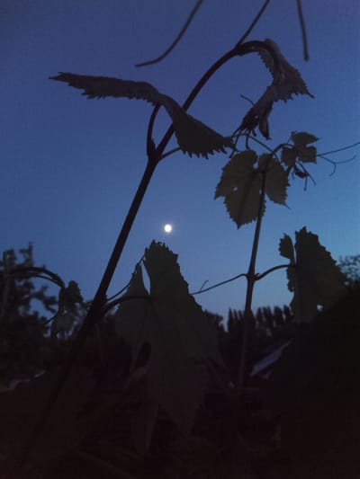 This image captures a serene twilight scene in Usman, Russia. The primary subjects are the silhouetted leaves and stems of a plant, likely a vine given the leaf shapes, set against a deep blue evening sky. A small, bright full moon is visible in the upper center of the frame, casting a soft glow. The foliage is dark and indistinct, suggesting it is either dusk or dawn, with the last or first light of the sun illuminating the sky.
The mood is quiet and peaceful, with a sense of natural tranquility. The setting appears to be outdoors, possibly in a garden or natural landscape, given the presence of vegetation and what looks like distant trees or structures in the lower background. The foreground is predominantly dark, with the leaves closest to the viewer rendered as almost solid black shapes.
The time of day is clearly twilight, indicated by the deep blue of the sky and the presence of the moon. There are no visible people or specific objects besides the natural elements. The weather appears to be clear, allowing for the moon to be easily seen. There is no visible text in the image. The overall impression is one of natural beauty and calm, highlighting the subtle light and shadows of the transition between day and night.