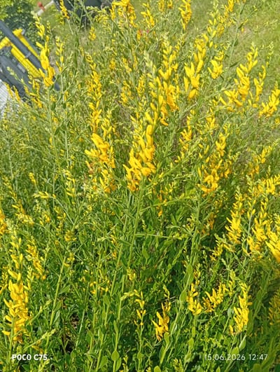 The image shows a close-up of a dense bush with numerous small, bright yellow flowers and green leaves. The flowers are clustered along the stems, giving the bush a vibrant appearance. The background is blurred, but appears to be a grassy area with hints of a fence and some yellow structures in the upper left corner. The lighting suggests it is daytime, with the sun illuminating the flowers. In the lower left corner of the image, text reads "POCO C75", and in the lower right corner, text reads "15.06.2026 12:47". There are no people visible in the image. The scene is static and depicts a natural element within an urban or suburban setting, potentially a park, garden, or roadside in Wrocław, Poland, given the presence of the timestamp indicating a date in the near future.