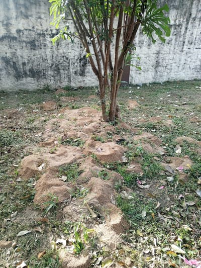 The image depicts a tree surrounded by multiple anthills in a grassy area. The tree has several slender trunks and some green foliage. The anthills are concentrated around the base of the tree and are composed of light-brown soil. The grass is green and interspersed with dry leaves, twigs, and pink flower petals. In the background, there is a mottled white wall. The location is likely Santa Cruz de la Sierra, Bolivia, based on the request.