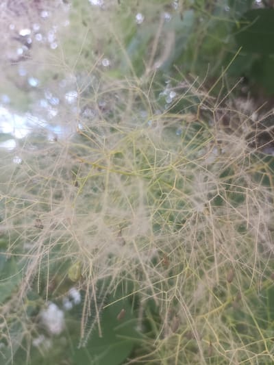 This close-up image captures a delicate, airy plant structure, likely the seed heads of a smoke bush (Cotinus coggygria). The subjects are the intricate network of thin, wispy stalks covered in fine, white, hair-like fibers, creating a soft, feathery appearance. Small, oblong seed pods are visible along some of the stalks, appearing dark brown and elongated. The background is blurred, with hints of green foliage and out-of-focus circular highlights, suggesting sunlight filtering through leaves. The overall impression is one of natural detail and gentle texture. The setting appears to be outdoors, with the plant in a natural or garden environment. There are no people, text, or specific activities depicted. The lighting suggests it could be daytime, possibly with bright sunlight creating the bokeh effect in the background. The location context of Dnipro, Ukraine, places this natural scene within that geographical area. The image evokes a sense of quiet observation of botanical forms.