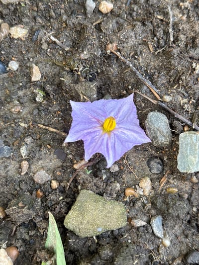 The image shows a single, star-shaped, purple flower with a bright yellow center lying on dark, moist soil. The flower has five petals, each with delicate veins. The soil is a mix of dark earth, small pebbles of various colors including gray, brown, and white, and a few dry twigs and plant debris. In the foreground and background, several larger stones are visible. One stone in the lower center has a rough, greenish-yellow surface. Another elongated, light gray stone with a textured surface is to the right of the flower. The overall scene is natural and appears to be outdoors, likely in a garden or natural area. The location is identified as Мичуринское, Russia.