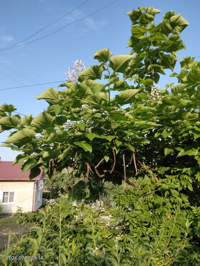 This is a horizontal, eye-level, medium shot of a large Catalpa tree with green leaves and long, brown seed pods hanging from its branches. The tree is in full bloom with clusters of white flowers scattered throughout its foliage. The background shows a clear blue sky with some thin electrical wires crisscrossing it. To the left, a light-colored house with a red tiled roof and a satellite dish is partially visible, suggesting a residential setting. The house has a window and a door. Below the tree, there are more green bushes and plants. The overall scene appears to be outdoors on a sunny day, likely in the late afternoon given the shadows and warm light. The date and time "2026.07.02 19:14" is visible in the bottom left corner, indicating the media was captured on July 2, 2026, at 7:14 PM. The location context is Novyi Myliatyn, Ukraine. There are no people visible in the image.