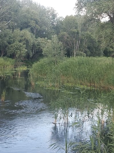 The image shows a natural landscape with a body of water flowing through dense vegetation. The water is dark and reflects the surrounding greenery. Tall reeds and other aquatic plants line the banks, creating a thick wall of foliage. In the background, a dense forest of trees can be seen, with various shades of green foliage and visible tree trunks. The overall scene depicts a tranquil, undeveloped natural environment, likely a river or a creek surrounded by a marshy area and woodland. The image does not contain any specific landmarks or indications of the city of Kamianske, Ukraine, or any people or man-made objects.
