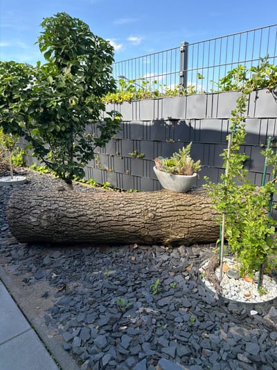 In Bissendorf, Germany, this outdoor scene features a large, rough-barked tree trunk lying horizontally on dark, fragmented stone ground cover. To the left, a leafy green tree is positioned behind the log. In the center, a light gray, oval-shaped planter rests on the log, containing various small green plants. To the right of the log, a young green plant grows vertically, supported by a stake. A dark gray metal fence with vertical bars forms the background, with green foliage climbing over it and behind it. The sky above is blue with scattered white clouds.