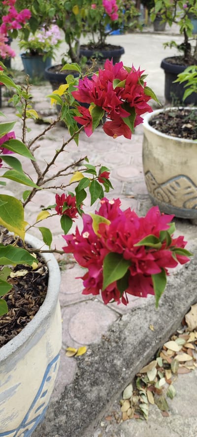 The image captures a close-up view of vibrant pink bougainvillea flowers and their green leaves, growing in a pot. The plant is situated on a paved ground, with other potted plants and some fallen leaves visible in the background. The scene is outdoors, and the lighting suggests it could be daytime. The specific location in Langnibong, Indonesia is not identifiable from the visual elements alone, as the image does not contain any location-specific markers or landmarks.