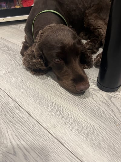 A medium-sized, chocolate brown dog with curly fur lies on a light-colored wooden floor. The dog is facing right, with its head resting on the floor. A green collar is visible around its neck. To the right of the dog, a black, cylindrical object, possibly a chair leg, is partially visible. The background is blurred, but a white shelf with some objects on it can be seen. The scene appears to be indoors, likely in a residential setting. There is no discernible location in Batumi, Georgia.