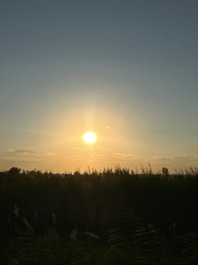 A serene sunset is depicted over a field of tall grass and trees. The sun, a bright, glowing orb, is positioned in the center of the frame, casting a warm, golden light across the sky. A small, faint moon is also visible to the left of the sun. The sky is a gradient of soft blue at the top, transitioning to a pale yellow and orange near the horizon. Below the sky, a dark silhouette of trees and vegetation stretches across the image, obscuring the ground. The overall atmosphere is peaceful and tranquil, evoking a sense of natural beauty. The image does not contain any people or specific landmarks that would indicate a precise location within Batash, Uzbekistan.