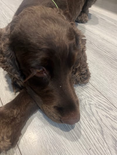 A close-up shot shows a brown dog lying on a light-colored wooden floor. The dog's head is in the foreground, with its nose pointing to the right. The dog's fur is curly and dark brown, with some lighter brown patches. The dog's ears are also visible, one partially obscured by fur. There is a small white speck on the dog's nose. The background is a wooden floor with a visible wood grain pattern. The lighting suggests it is daytime, with soft shadows cast by the dog. The overall mood is peaceful, with the dog appearing to be resting or sleeping. There are no visible text elements in the image. The scene appears to be indoors, likely in a home.