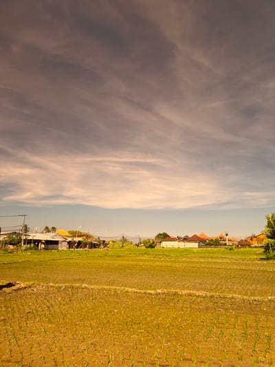 The image depicts a rural scene in Sukawati, Indonesia, likely a rice paddy field with young rice shoots. In the foreground, rows of these seedlings are clearly visible, planted in muddy soil. Beyond the paddy, a row of buildings lines the horizon, featuring red-tiled roofs characteristic of Balinese architecture. These structures appear to be a mix of residential homes and possibly small businesses or shops, with some displaying decorative elements like ornate lamp posts. Power lines and utility poles are also present, indicating the presence of infrastructure. The sky above is dramatic, filled with wispy, streaky clouds in shades of gray and pale orange, suggesting either dawn or dusk. Lush green foliage, including palm trees, can be seen interspersed among the buildings and along the edge of the paddy. The overall impression is one of a tranquil, agricultural landscape transitioning from day to night.